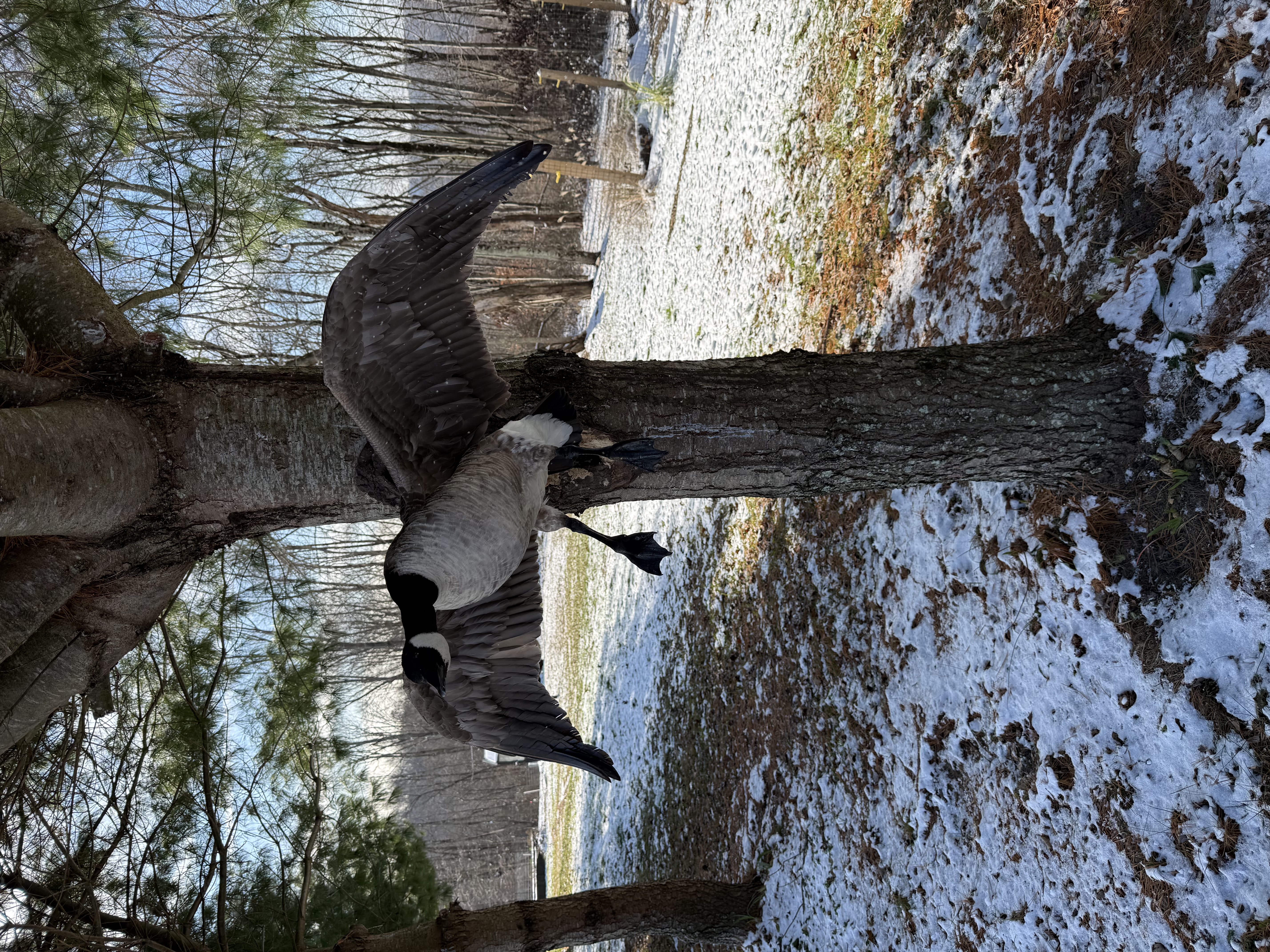 Canada goose mount in flight